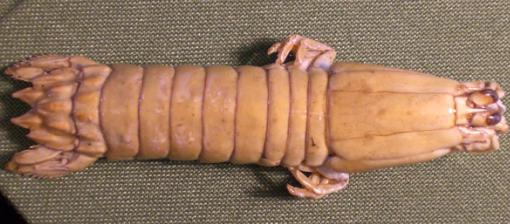 gonodactylus chiragra.bmp